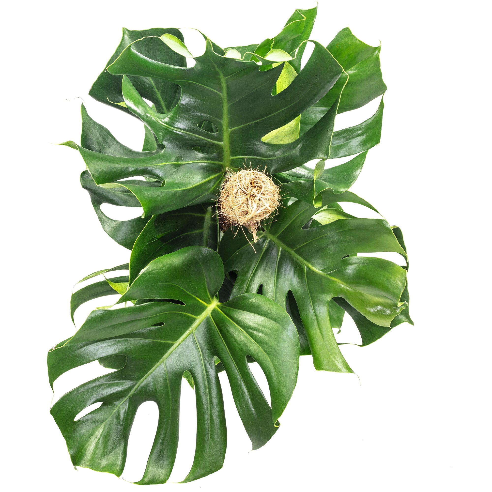 Fensterblatt am Moosstab - Monstera deliciosa - Höhe ca. 80 cm, Topf-Ø 19 cm