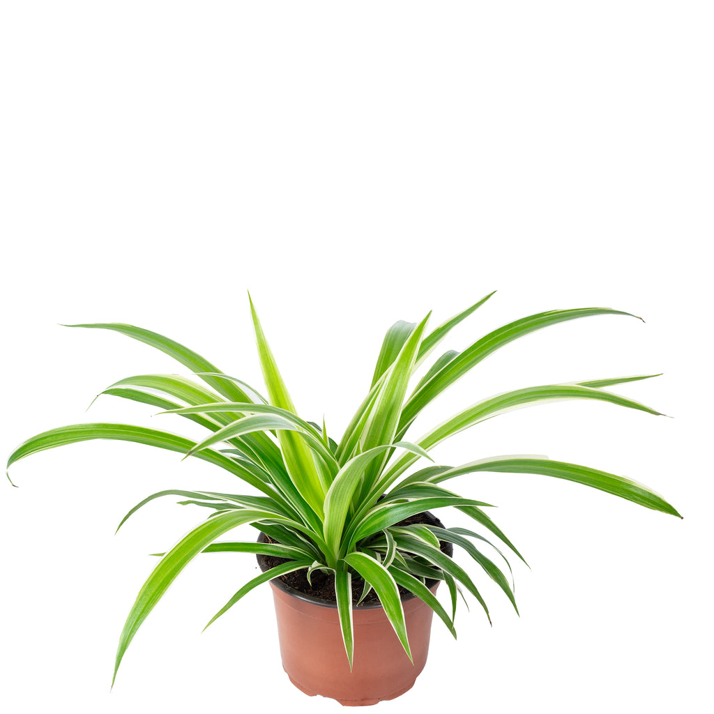 Grünlilie "Ocean" - Chlorophytum Comosum - Höhe ca. 20 cm, Topf-Ø 12 cm