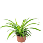 Grünlilie "Ocean" - Chlorophytum Comosum - Höhe ca. 20 cm, Topf-Ø 12 cm