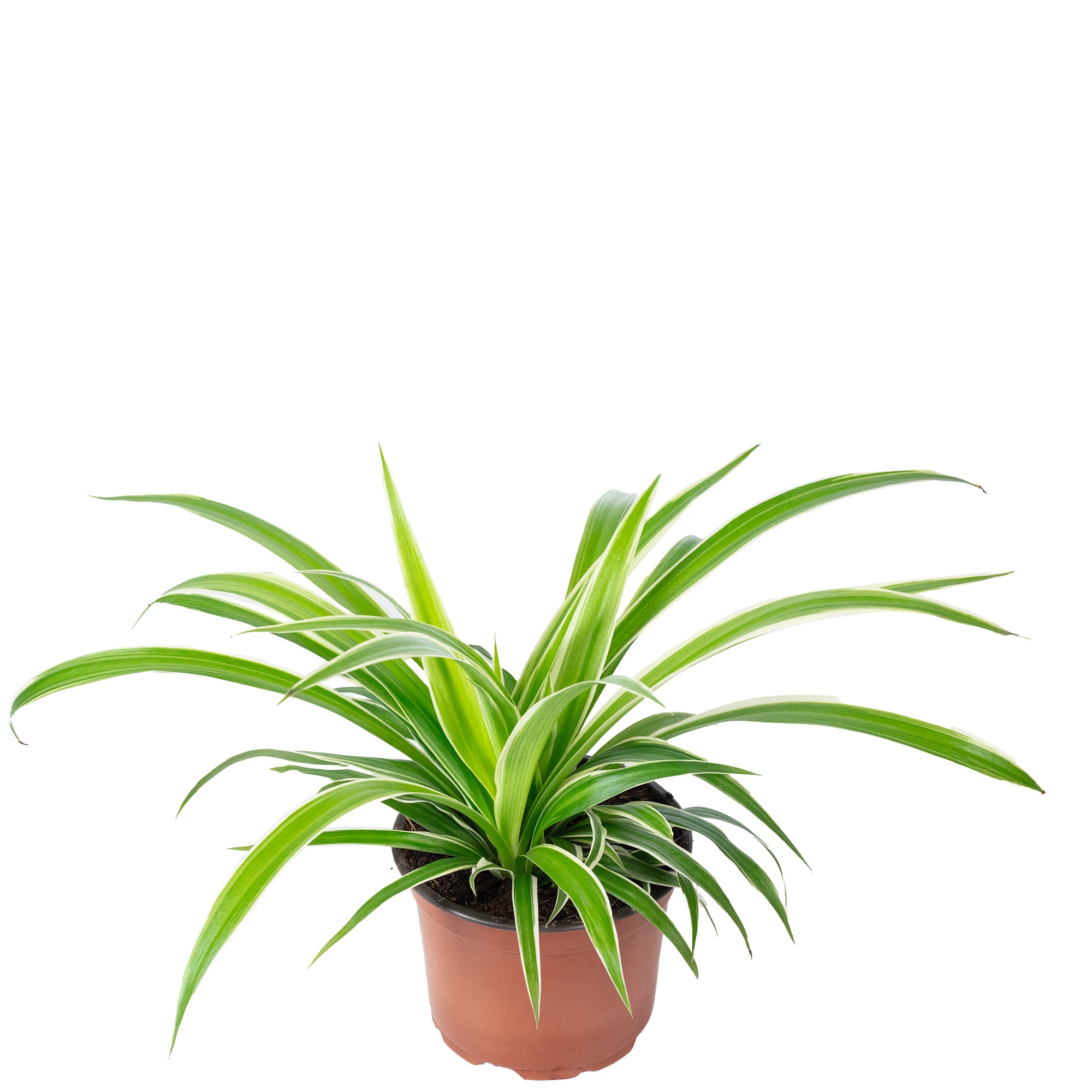 Grünlilie "Ocean" - Chlorophytum Comosum - Höhe ca. 20 cm, Topf-Ø 12 cm