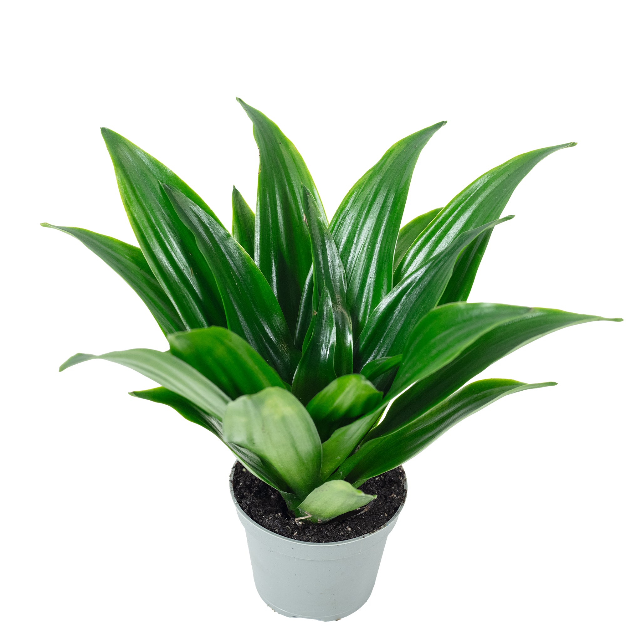 Drachenbaum Janet Craig - Dracaena Deremensis Janet Craig - Höhe ca. 15 cm, Topf-Ø 6 cm