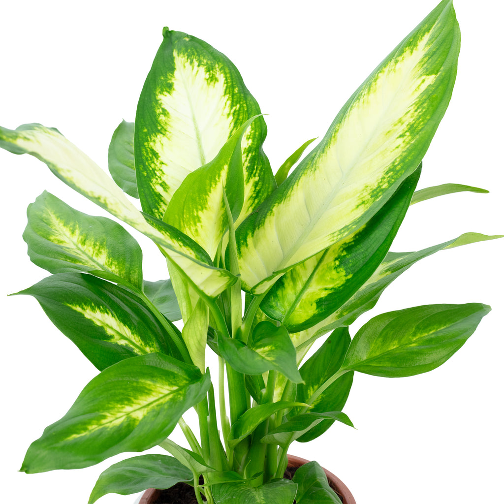 Dieffenbachie - Dieffenbachia - Höhe ca. 35 cm, Topf-Ø 12 cm