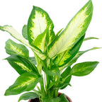 Dieffenbachie - Dieffenbachia - Höhe ca. 35 cm, Topf-Ø 12 cm