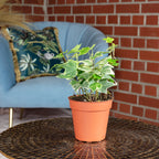 Gemeiner Efeu bunt - Hedera helix - Höhe ca. 15 cm, Topf-Ø 9 cm