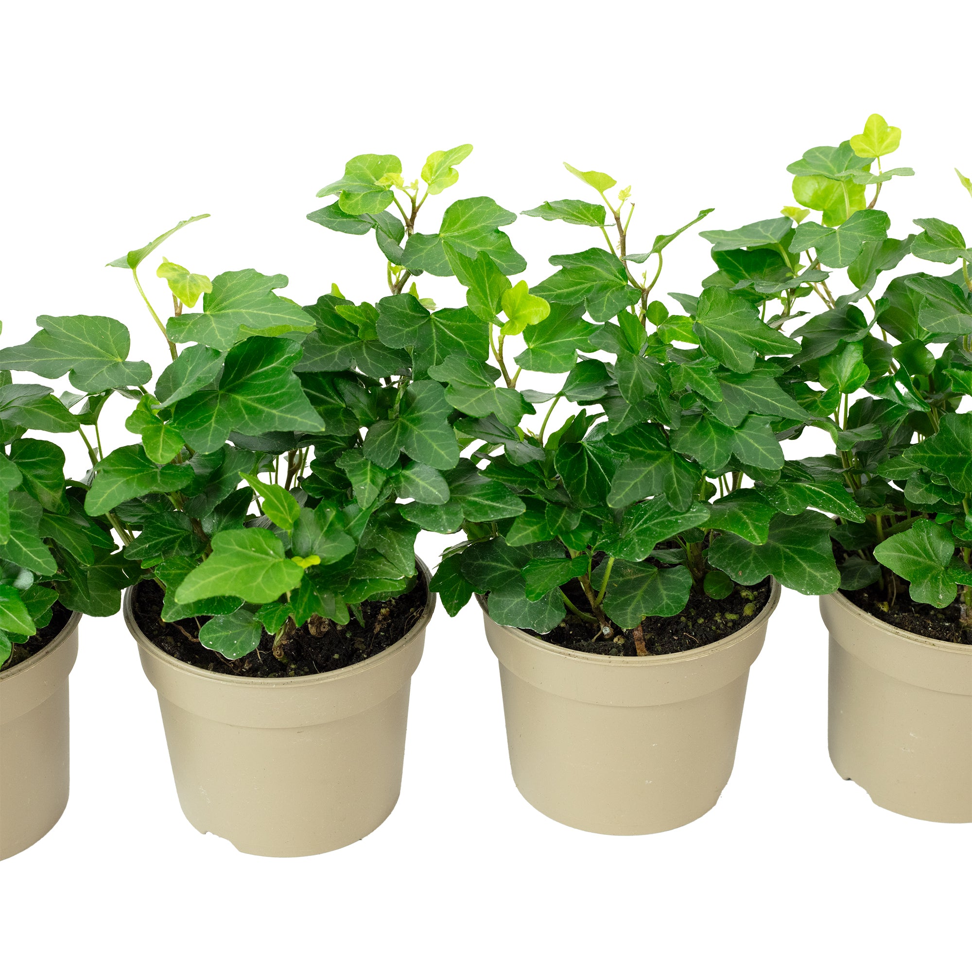 4er-Set Gemeiner Efeu - Höhe ca. 15 cm, Topf-Ø 9 cm - Hedera helix