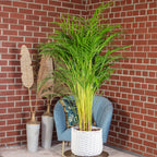 Goldfruchtpalme - Areca Dypsis Lutescens - Höhe ca. 100 cm, Topf-Ø 21 cm
