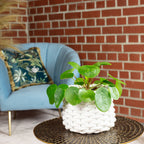 Ufopflanze - Pilea peperomioides - Höhe ca. 20 cm, Topf-Ø 14 cm