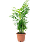 Bergpalme - Chamaedorea elegans - Höhe ca. 55 cm, Topf-Ø 17 cm