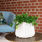 Zimmerwein 'Smit Verona Vein' - Parthenocissus striata - Höhe ca. 20 cm, Topf-Ø 10,5 cm