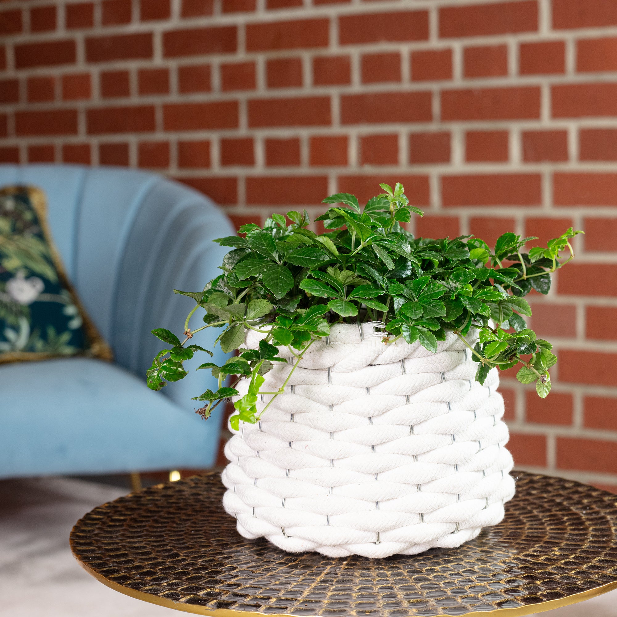 Zimmerwein 'Smit Verona Vein' - Parthenocissus striata - Höhe ca. 20 cm, Topf-Ø 10,5 cm