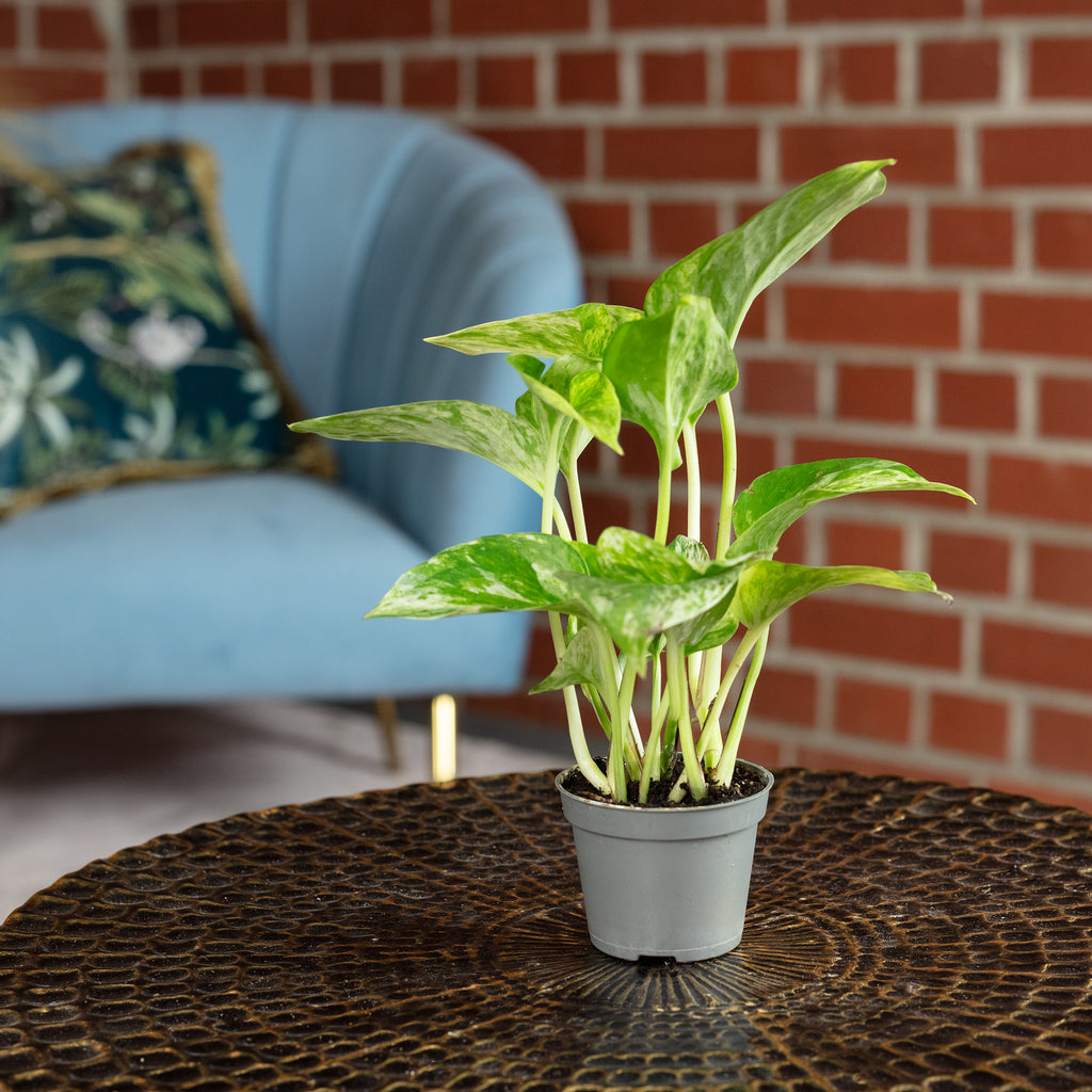 Efeutute - Epipremnum Pinnatum 'Marble Queen' - Höhe ca. 15 cm, Topf-Ø 6 cm