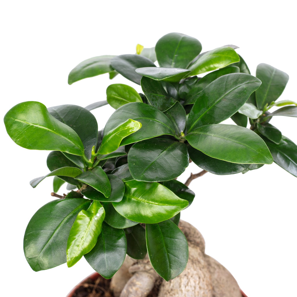Chinesische Feige - Ficus Ginseng - Höhe ca. 30 cm, Topf-Ø 14 cm