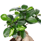 Chinesische Feige - Ficus Ginseng - Höhe ca. 30 cm, Topf-Ø 14 cm