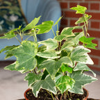 Gemeiner Efeu bunt - Hedera helix - Höhe ca. 15 cm, Topf-Ø 9 cm