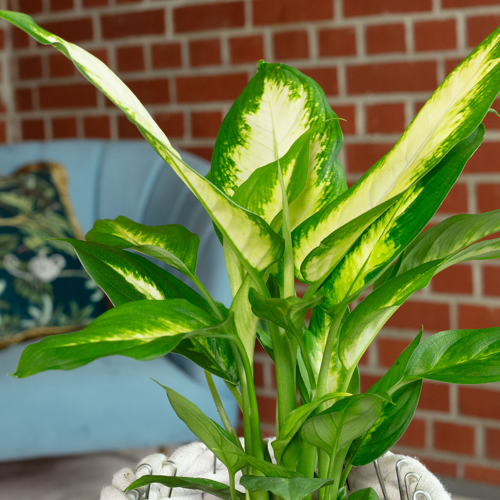 Dieffenbachie - Dieffenbachia - Höhe ca. 35 cm, Topf-Ø 12 cm