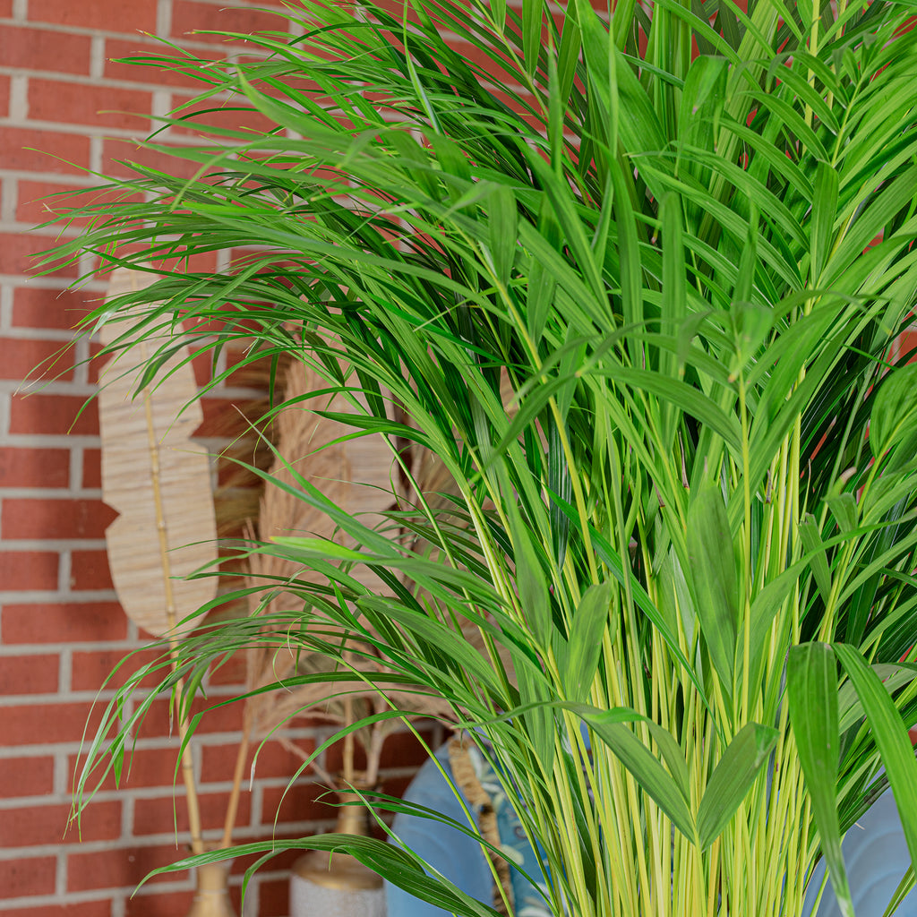 Goldfruchtpalme - Areca Dypsis Lutescens - Höhe ca. 100 cm, Topf-Ø 21 cm