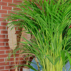 Goldfruchtpalme - Areca Dypsis Lutescens - Höhe ca. 100 cm, Topf-Ø 21 cm