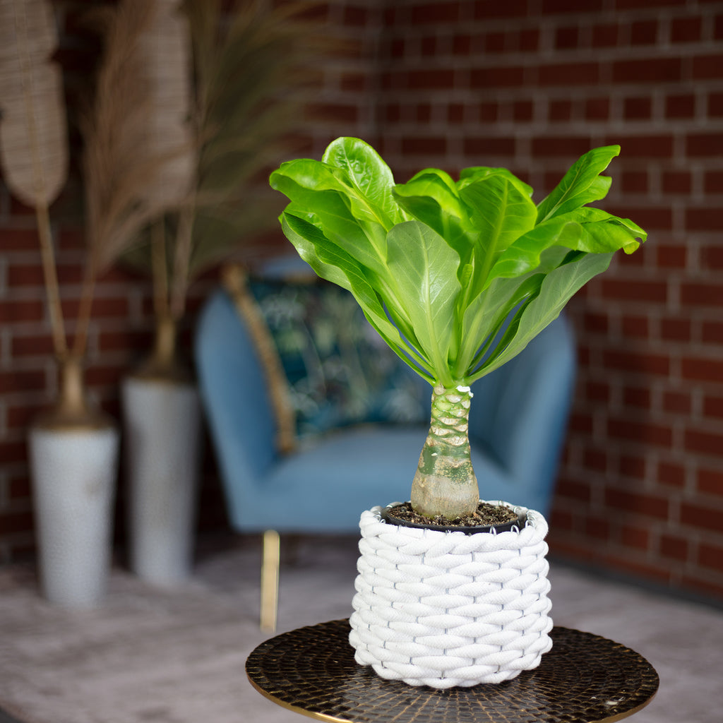 Hawaiipalme - Brighamia - Höhe ca. 40 cm, Topf-Ø 12 cm