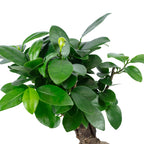 Chinesische Feige - Ficus Ginseng - Höhe ca. 25 cm, Topf-Ø 12 cm