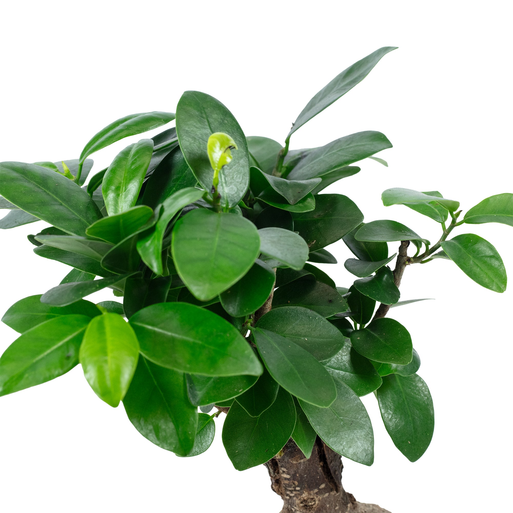 Chinesische Feige - Ficus Ginseng - Höhe ca. 25 cm, Topf-Ø 12 cm