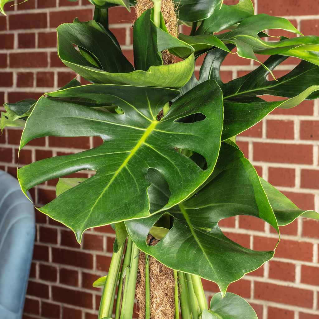 Fensterblatt am Moosstab - Monstera deliciosa - Höhe ca. 80 cm, Topf-Ø 19 cm