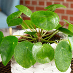 Ufopflanze - Pilea peperomioides - Höhe ca. 20 cm, Topf-Ø 14 cm