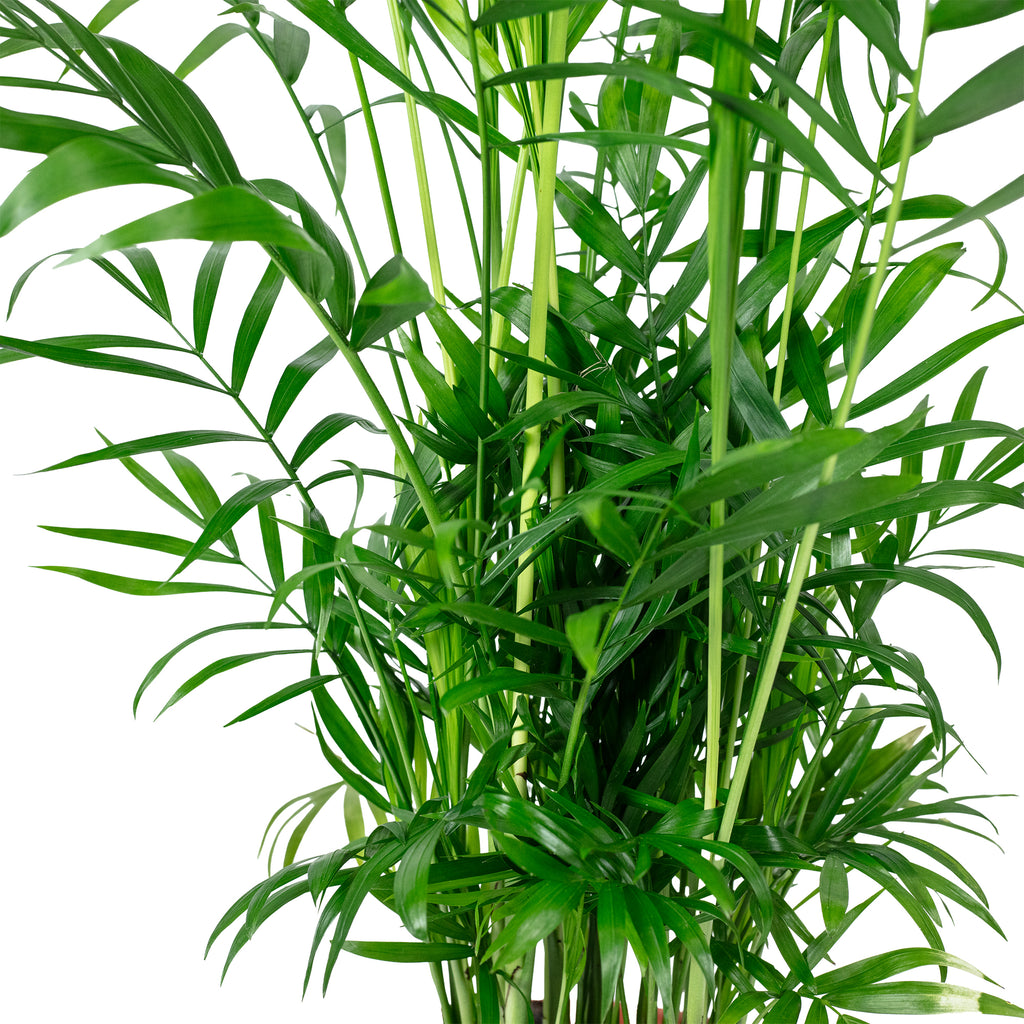 Bergpalme - Chamaedorea elegans - Höhe ca. 55 cm, Topf-Ø 17 cm