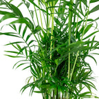 Bergpalme - Chamaedorea elegans - Höhe ca. 55 cm, Topf-Ø 17 cm