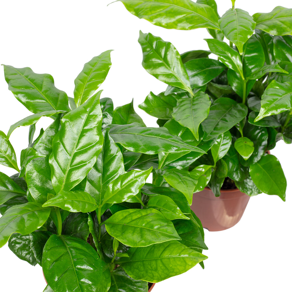 2er-Set Kaffeepflanze - Coffea Arabica - Höhe ca. 20 cm, Topf-Ø 9 cm