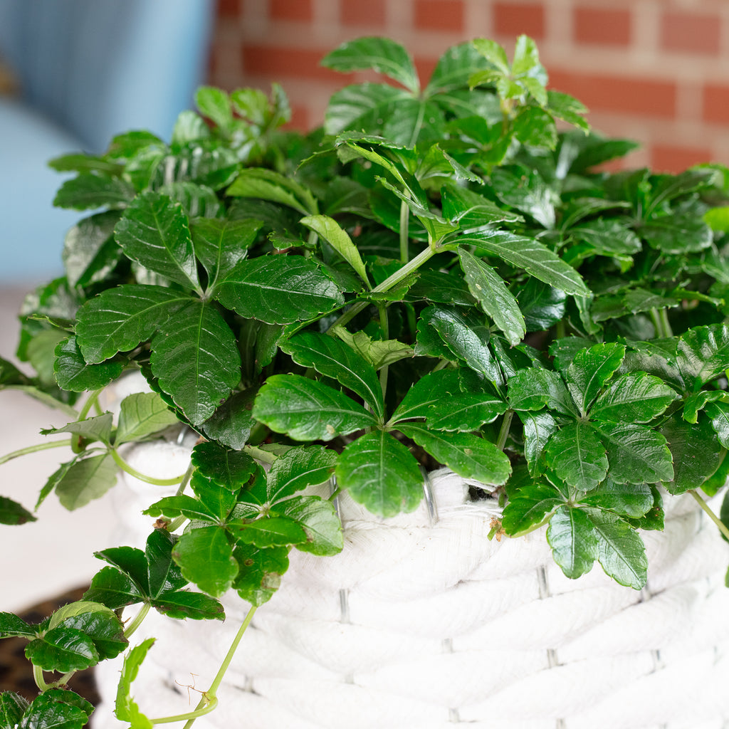 Zimmerwein 'Smit Verona Vein' - Parthenocissus striata - Höhe ca. 20 cm, Topf-Ø 10,5 cm