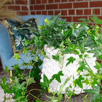 Gemeiner Efeu grün - Hedera helix - Höhe ca. 20 cm, Topf-Ø 13 cm