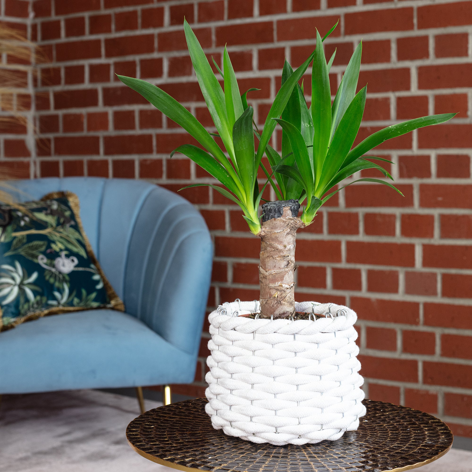 Palmlilie 1-stämmig - Yucca Elephantipes Palme 20 - Höhe ca. 45 cm, Topf-Ø 12 cm