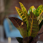 Wunderstrauch "Petra" - Codiaeum Petra - Höhe ca. 40 cm, Topf-Ø 13 cm