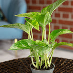 Efeutute - Epipremnum Pinnatum 'Marble Queen' - Höhe ca. 15 cm, Topf-Ø 6 cm