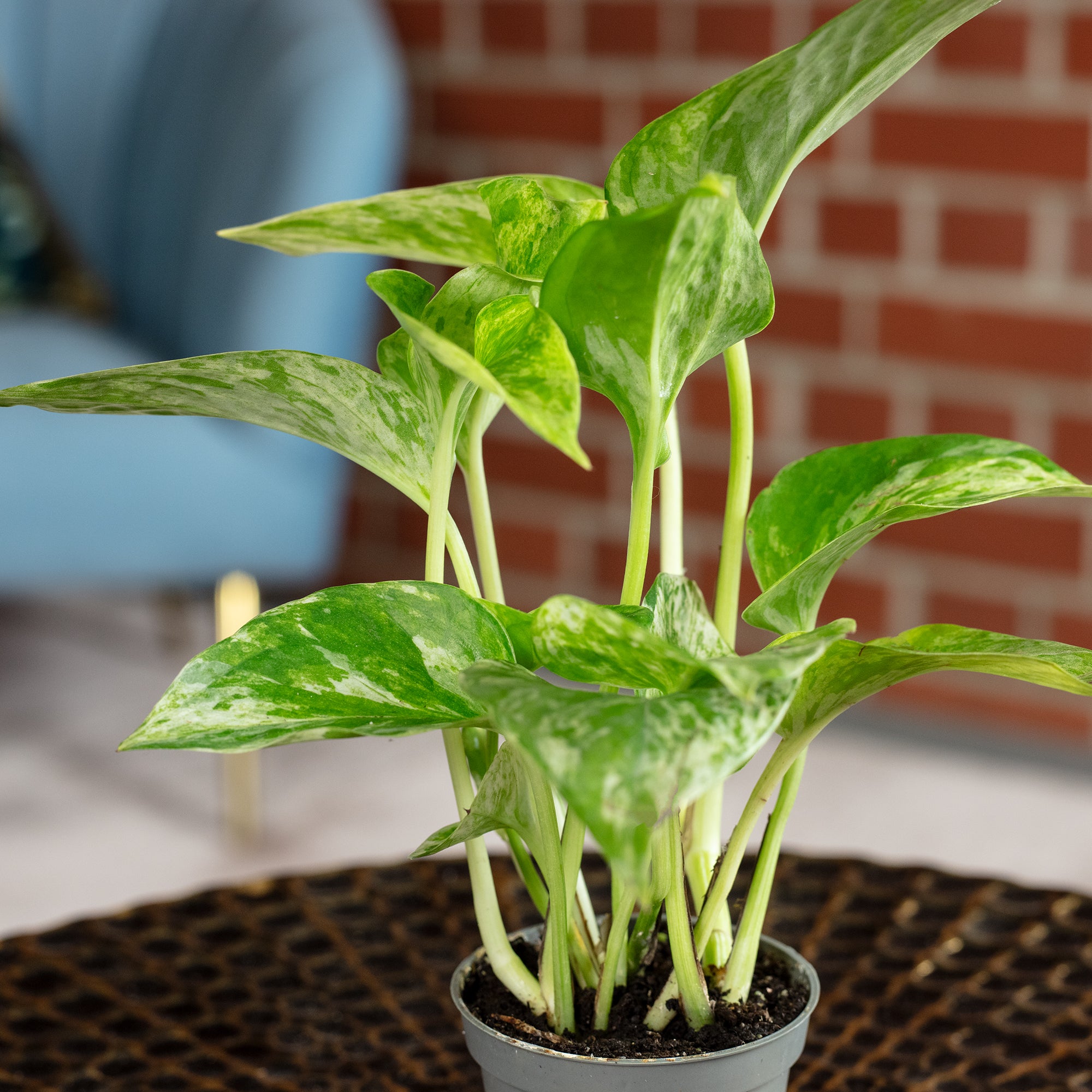 Efeutute - Epipremnum Pinnatum 'Marble Queen' - Höhe ca. 15 cm, Topf-Ø 6 cm