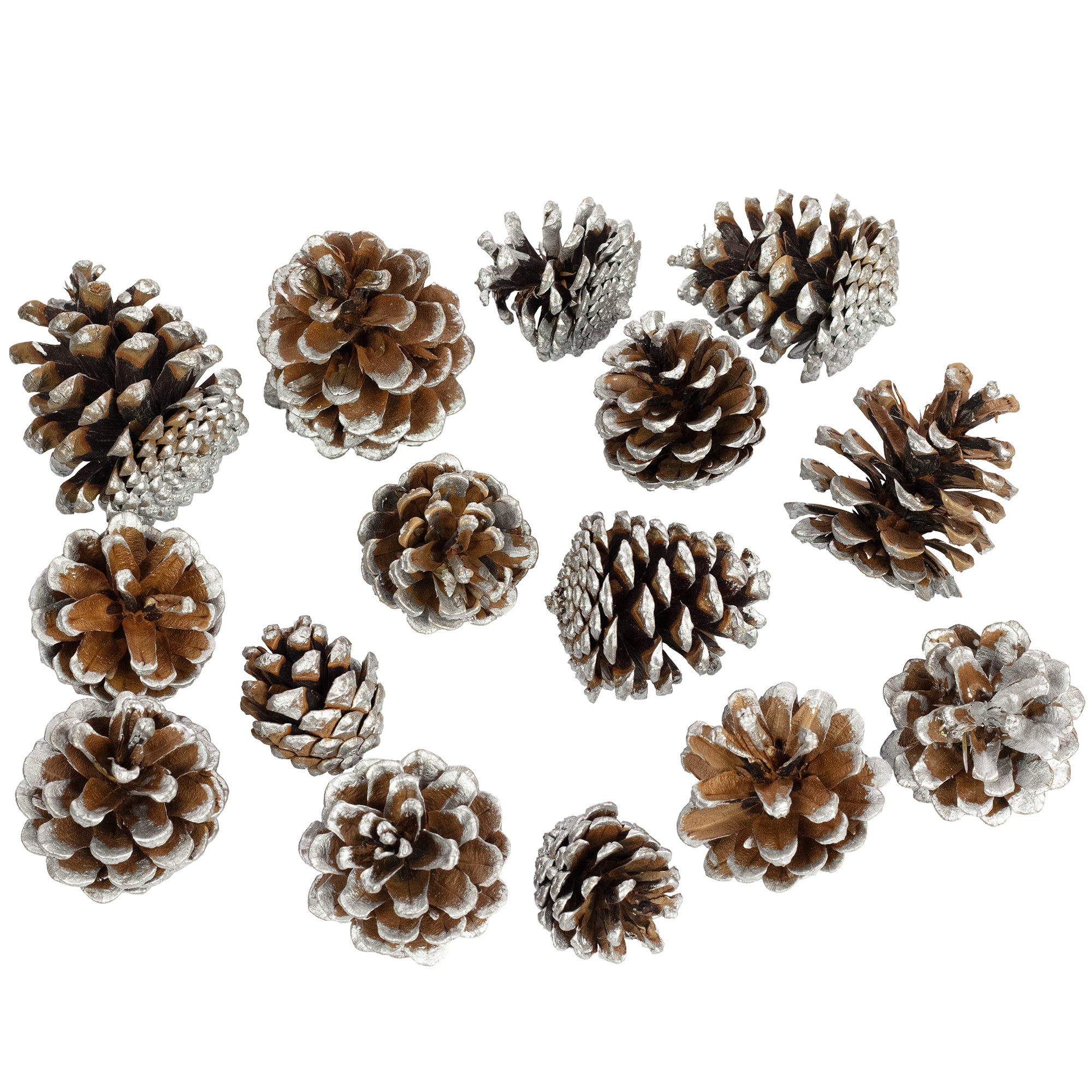 Schwarzkiefern - 250 g, ca. 15 Stück - Größe ca. 5-8 cm - silber-tipped