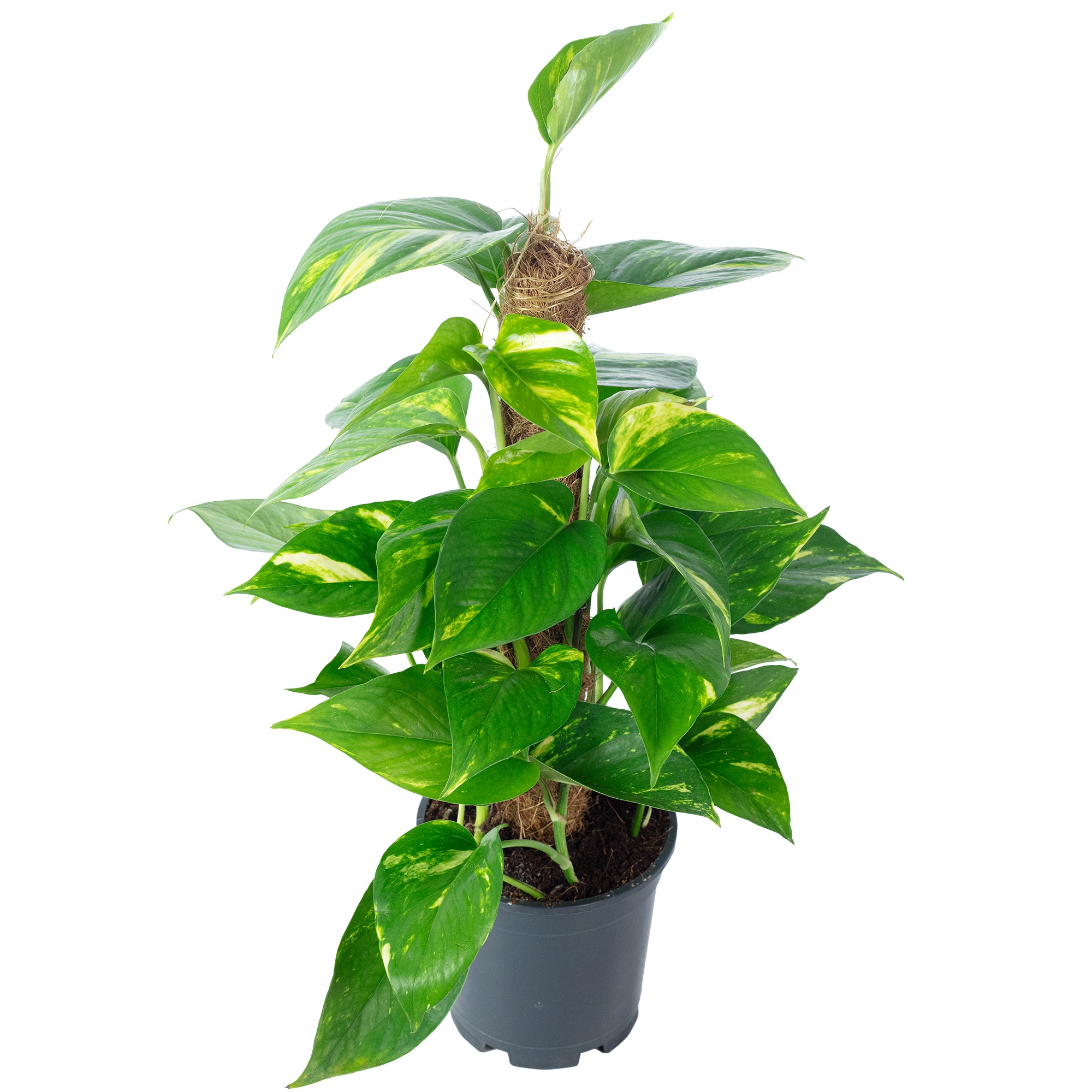 Efeutute am Moosstab - Epipremnum aureum - Höhe ca. 50 cm, Topf-Ø 15 cm