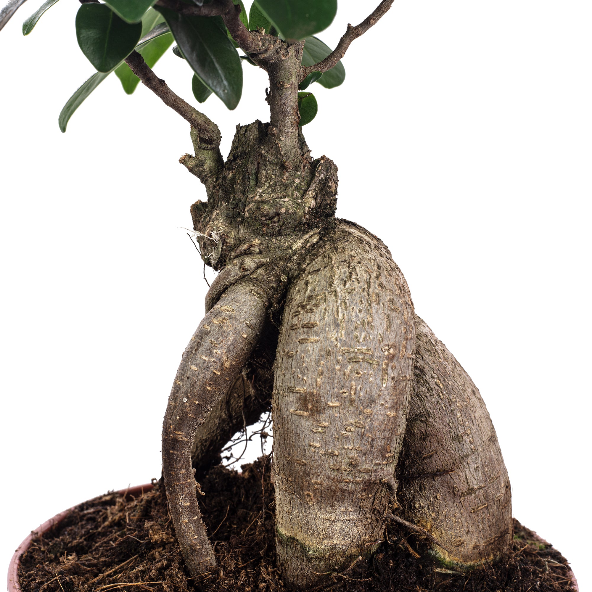 Chinesische Feige - Ficus Ginseng - Höhe ca. 30 cm, Topf-Ø 14 cm