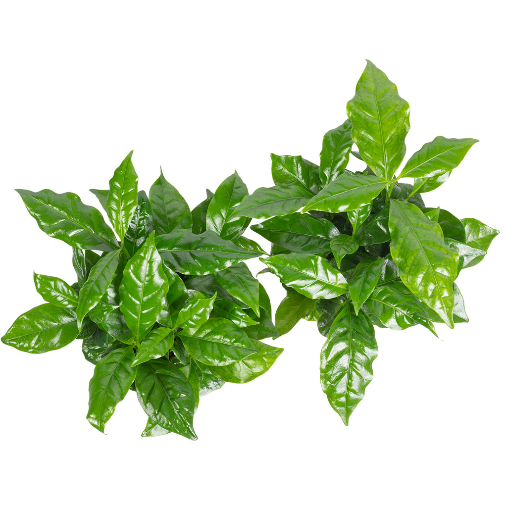 2er-Set Kaffeepflanze - Coffea Arabica - Höhe ca. 20 cm, Topf-Ø 9 cm