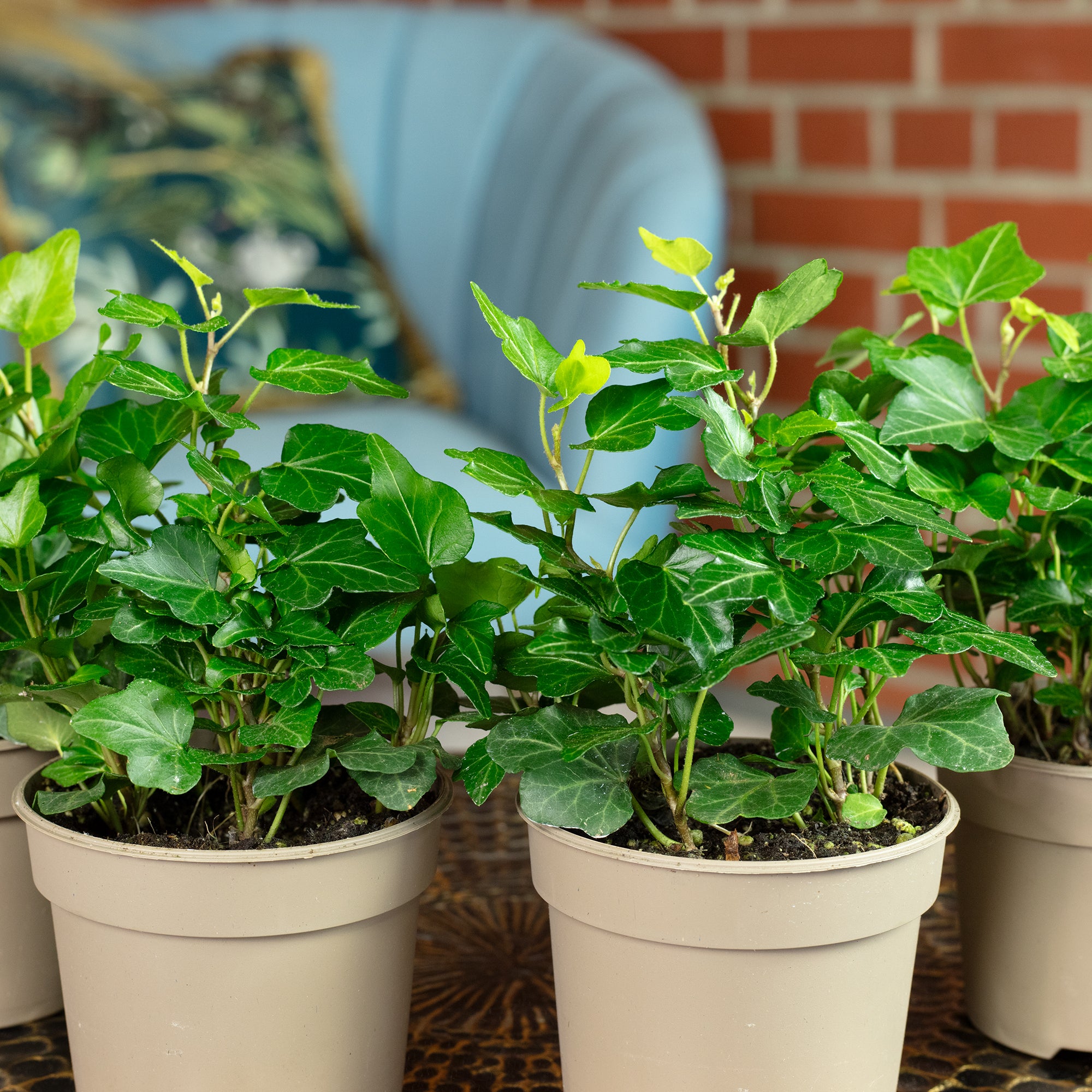 4er-Set Gemeiner Efeu - Höhe ca. 15 cm, Topf-Ø 9 cm - Hedera helix