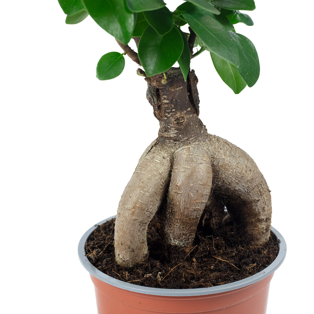 Chinesische Feige - Ficus Ginseng - Höhe ca. 25 cm, Topf-Ø 12 cm