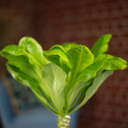 Hawaiipalme - Brighamia - Höhe ca. 40 cm, Topf-Ø 12 cm