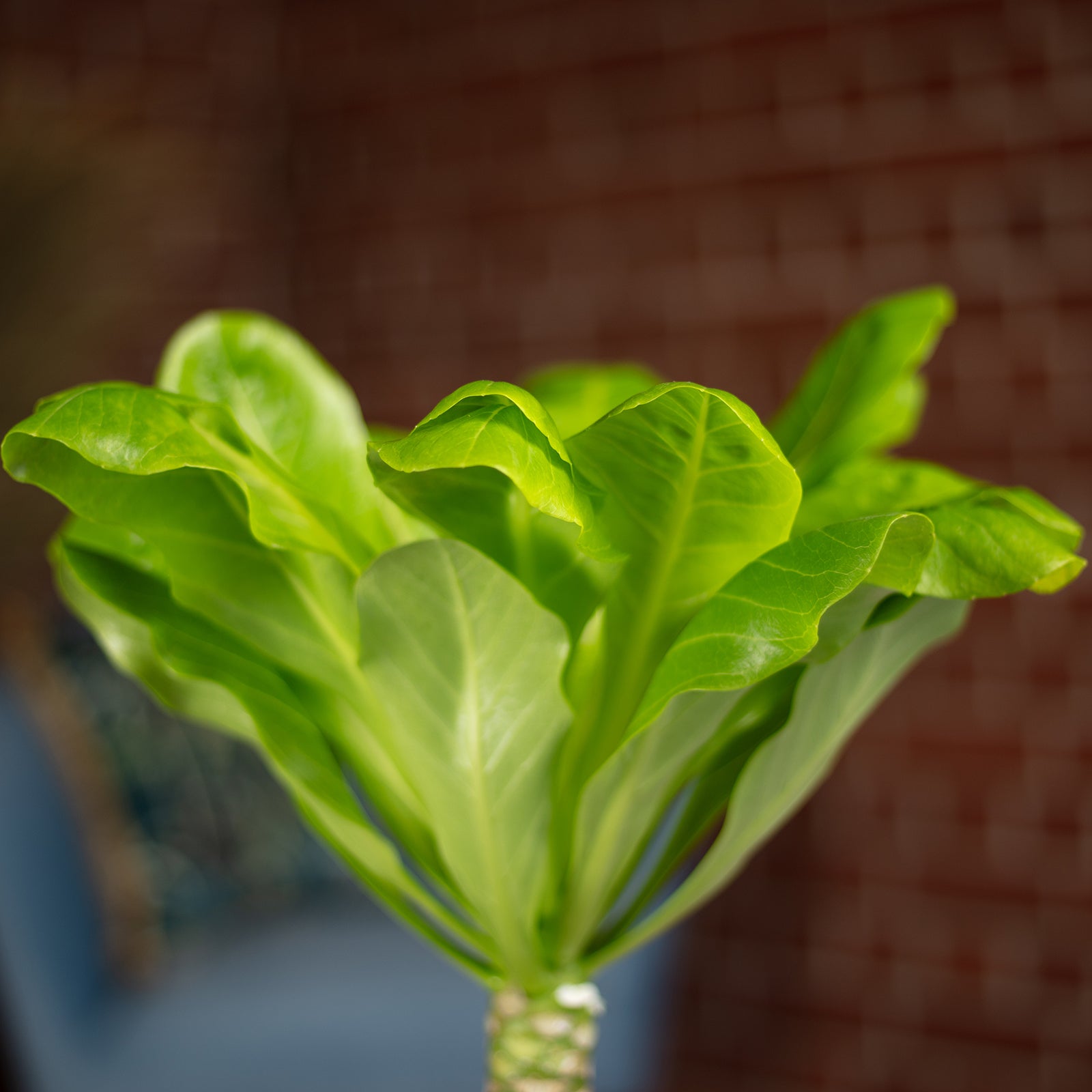 Hawaiipalme - Brighamia - Höhe ca. 40 cm, Topf-Ø 12 cm