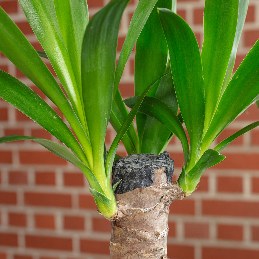 Palmlilie 1-stämmig - Yucca Elephantipes Palme 20 - Höhe ca. 45 cm, Topf-Ø 12 cm