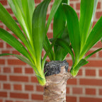 Palmlilie 1-stämmig - Yucca Elephantipes Palme 20 - Höhe ca. 45 cm, Topf-Ø 12 cm