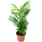 Bergpalme - Chamaedorea elegans - Höhe ca. 55 cm, Topf-Ø 17 cm