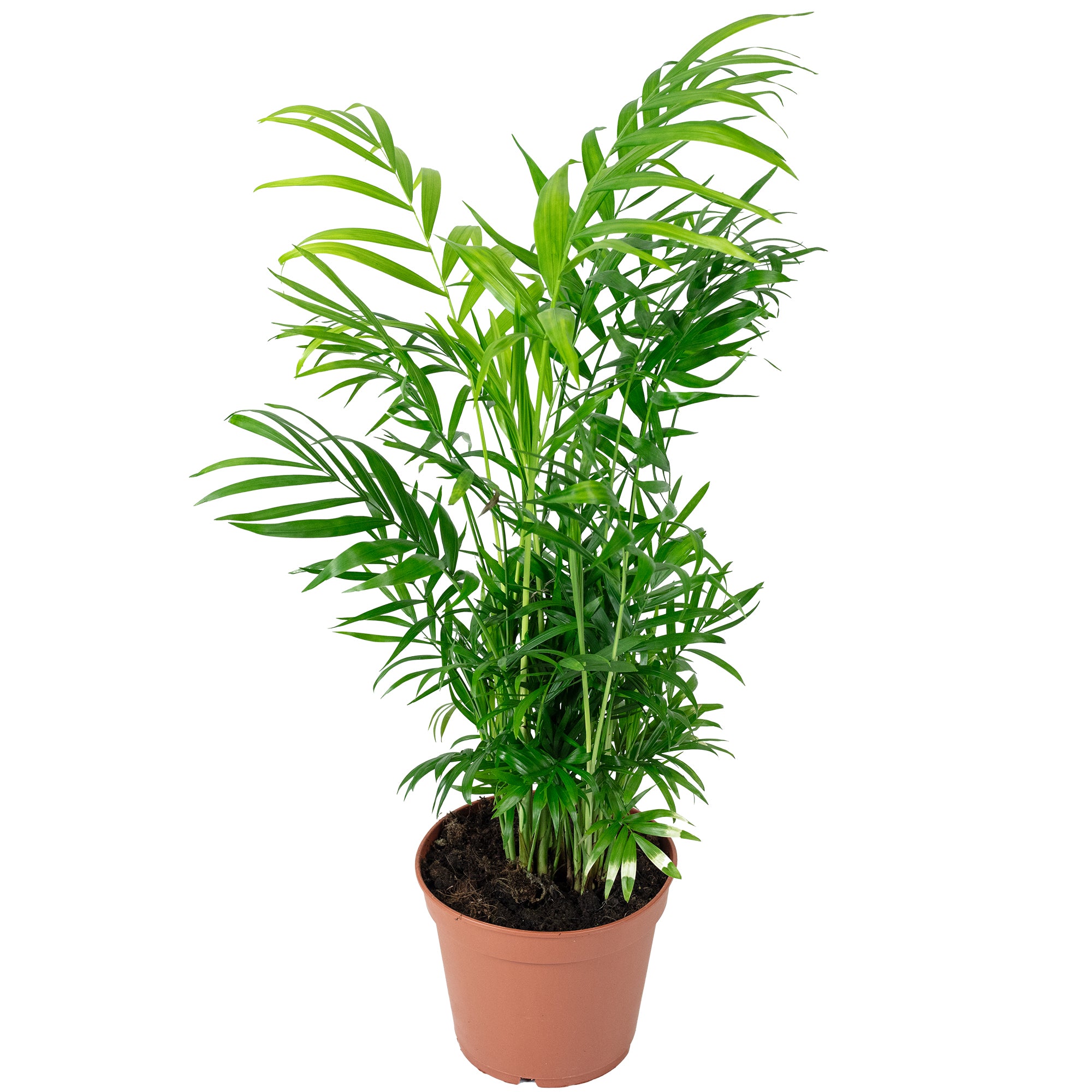 Bergpalme - Chamaedorea elegans - Höhe ca. 55 cm, Topf-Ø 17 cm