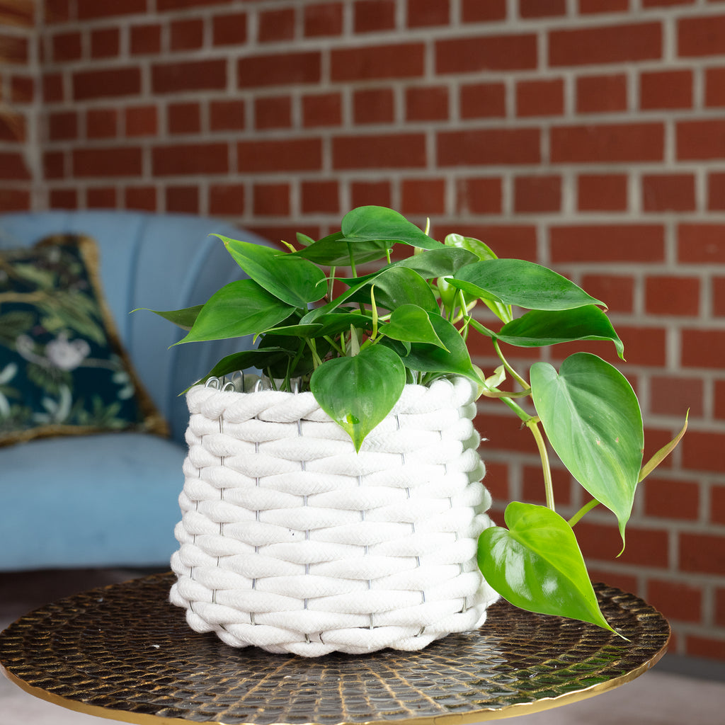 Baumfreund - Philodendron scandens - Höhe ca. 20 cm, Topf-Ø 12 cm