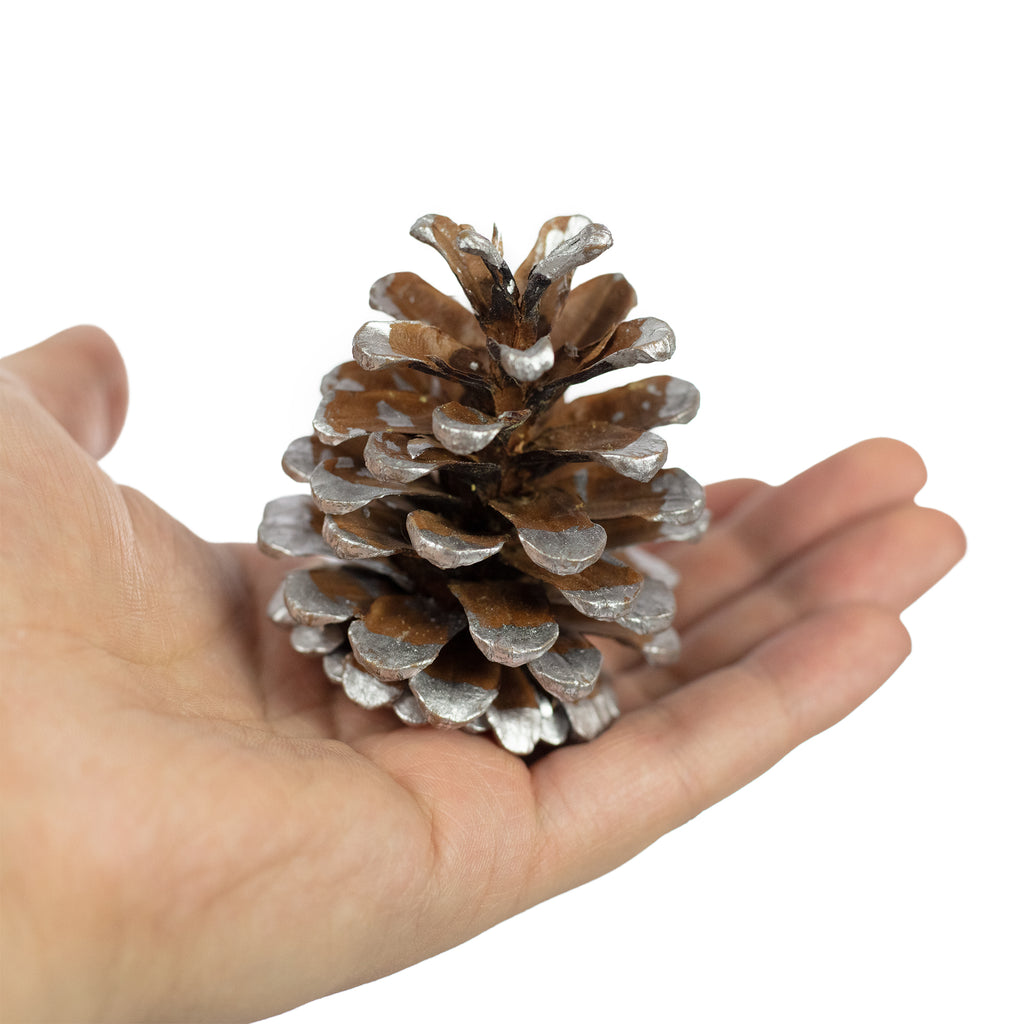 Schwarzkiefern - 250 g, ca. 15 Stück - Größe ca. 5-8 cm - silber-tipped