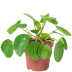 Ufopflanze - Pilea peperomioides - Höhe ca. 20 cm, Topf-Ø 14 cm